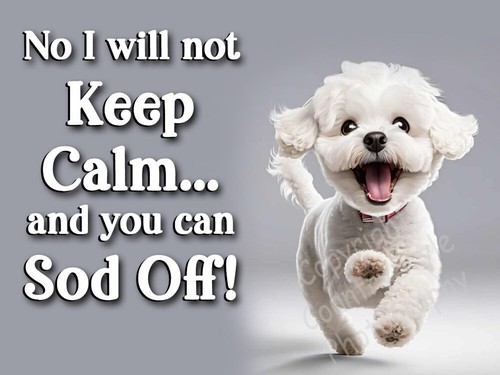 Bichon frise pet dog funny - dog,