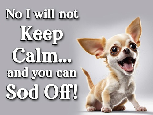 Chihuahua pet dog funny - pet,
