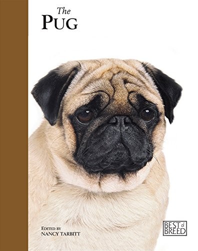 Pug best breed nancy - pug,