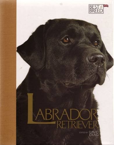 Labrador retriever best - best, of