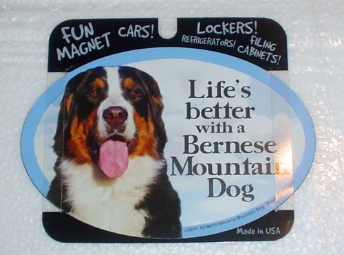 Bernese mountain dog - bernese, lifes