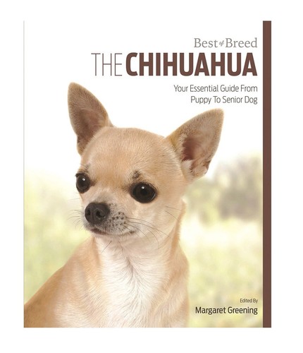 Chihuahua best breed - chihuahua,