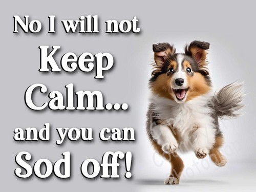 Rough collie dog funny - rough,