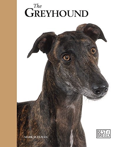 Greyhound best breed by - best, of